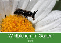 Wildbienen im Garten (Wandkalender 2023 DIN A2 quer)