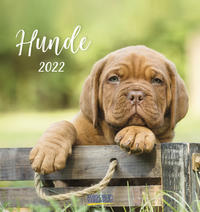 Hunde 2022