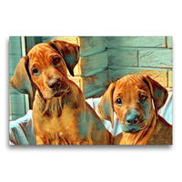 Premium Textil-Leinwand 75 x 50 cm Quer-Format Rhodesian Ridgeback Welpen Rüden Wurfgeschwister | Wandbild, HD-Bild auf Keilrahmen, Fertigbild auf hochwertigem Vlies, Leinwanddruck von Dagmar Behrens