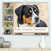 Großer Schweizer Sennenhund (Premium, hochwertiger DIN A2 Wandkalender 2022, Kunstdruck in Hochglanz)