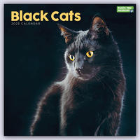 Black Cats – Schwarze Katzen 2023