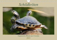 Schildkröten - Gepanzerte Wesen aus Urzeiten (Wandkalender 2023 DIN A4 quer)