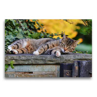 Premium Textil-Leinwand 75 x 50 cm Quer-Format Ruhende Katze | Wandbild, HD-Bild auf Keilrahmen, Fertigbild auf hochwertigem Vlies, Leinwanddruck von Sabine Löwer