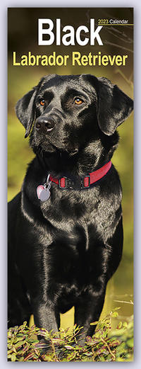 Black Labrador Retriever - Schwarze Labrador Retriever 2023