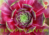 Sempervivum - Hauswurz (Wandkalender 2022 DIN A2 quer)