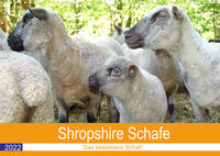 Shropshire Schafe (Wandkalender 2022 DIN A3 quer)