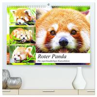 Roter Panda. Die superknuddeligen Katzenbären (hochwertiger Premium Wandkalender 2025 DIN A2 quer), Kunstdruck in Hochglanz