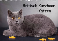 Britisch Kurzhaar Katzen (Wandkalender 2022 DIN A3 quer)