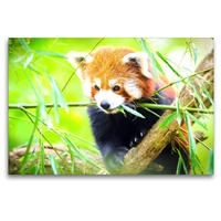 Premium Textil-Leinwand 120 x 80 cm Quer-Format Roter Panda | Wandbild, HD-Bild auf Keilrahmen, Fertigbild auf hochwertigem Vlies, Leinwanddruck von Rose Hurley