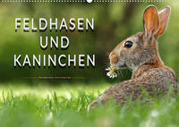 Feldhasen und Kaninchen (Wandkalender 2023 DIN A2 quer)