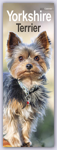 Yorkshire Terrier - Yorkies 2023