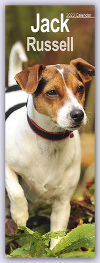 Jack Russel - Jack Russel Terrier 2023