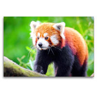 Premium Textil-Leinwand 120 x 80 cm Quer-Format Kleiner Panda | Wandbild, HD-Bild auf Keilrahmen, Fertigbild auf hochwertigem Vlies, Leinwanddruck von Rose Hurley