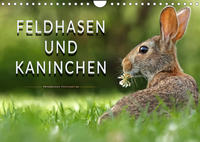 Feldhasen und Kaninchen (Wandkalender 2023 DIN A4 quer)