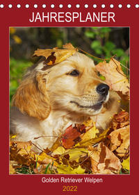 Jahresplaner Golden Retriever Welpen (Tischkalender 2022 DIN A5 hoch)