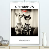 CHIHUAHUA CHIC Photos Marion Koell (Premium, hochwertiger DIN A2 Wandkalender 2021, Kunstdruck in Hochglanz)