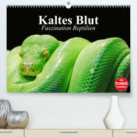 Kaltes Blut. Faszination Reptilien (Premium, hochwertiger DIN A2 Wandkalender 2023, Kunstdruck in Hochglanz)