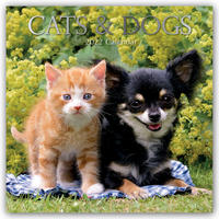 Cats & Dogs – Katzen & Hunde 2022 - 16-Monatskalender