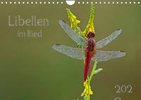 Libellen im Ried (Wandkalender 2023 DIN A4 quer)