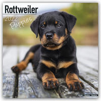 Rottweiler Puppies – Rottweiler Welpen 2022