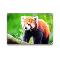 Premium Textil-Leinwand 45 x 30 cm Quer-Format Kleiner Panda | Wandbild, HD-Bild auf Keilrahmen, Fertigbild auf hochwertigem Vlies, Leinwanddruck von Rose Hurley