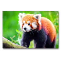 Premium Textil-Leinwand 90 x 60 cm Quer-Format Kleiner Panda | Wandbild, HD-Bild auf Keilrahmen, Fertigbild auf hochwertigem Vlies, Leinwanddruck von Rose Hurley