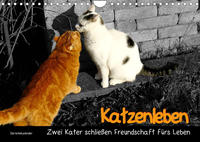 Katzenleben - Zwei Kater schließen Freundschaft fürs Leben (Wandkalender 2022 DIN A4 quer)